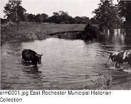 Cows crossing creek.