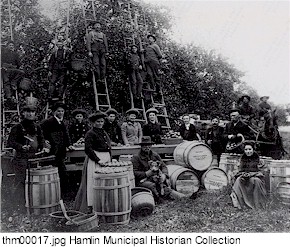 Harvesting the Collamer Orchard.