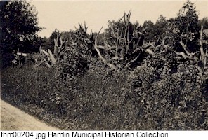 Stump fence in Kendall Mills.
