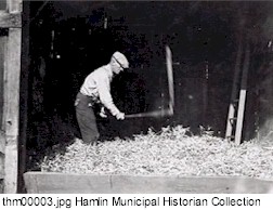 Avery Fredericks thrashing grain.